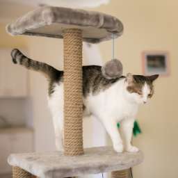 Arbre à chat, jouets et chatières