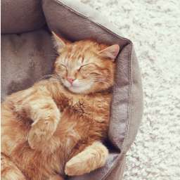 Coussins, paniers et transport