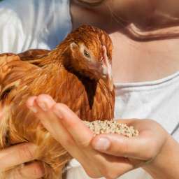 Alimentation et accessoires