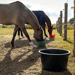 Accessoires alimentation cheval