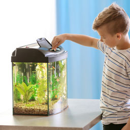 Alimentation poissons