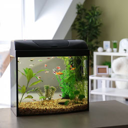 Aquariums et meubles