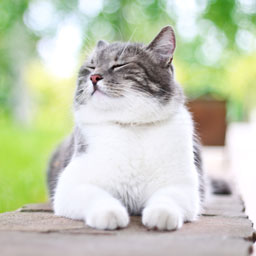 Chats