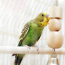 Habitat et accessoires