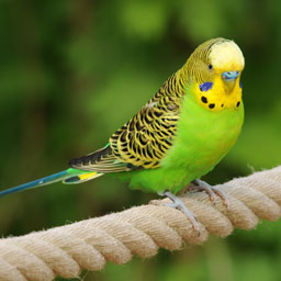 Oiseaux