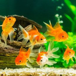 Poissons et aquariums
