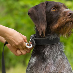 Sellerie et habillement chien