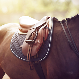 Sellerie et équipement du cheval