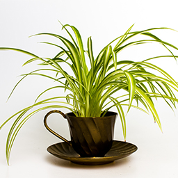 Soucoupes et plateaux