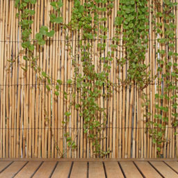 Canisses et brandes de bruyère