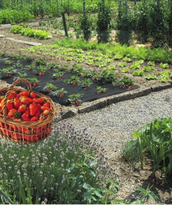 Film de paillage spécial fraises 40µ 1,40x10m - INTERMAS