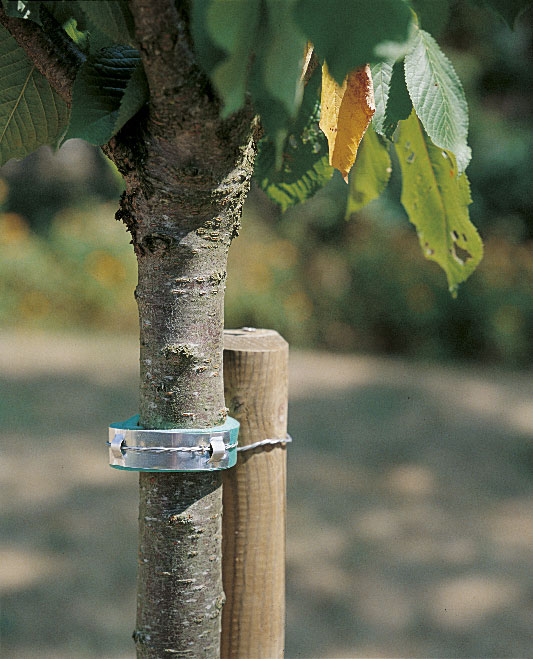 Collier en mousse pour arbre Mouss 0,60m vert - NORTENE