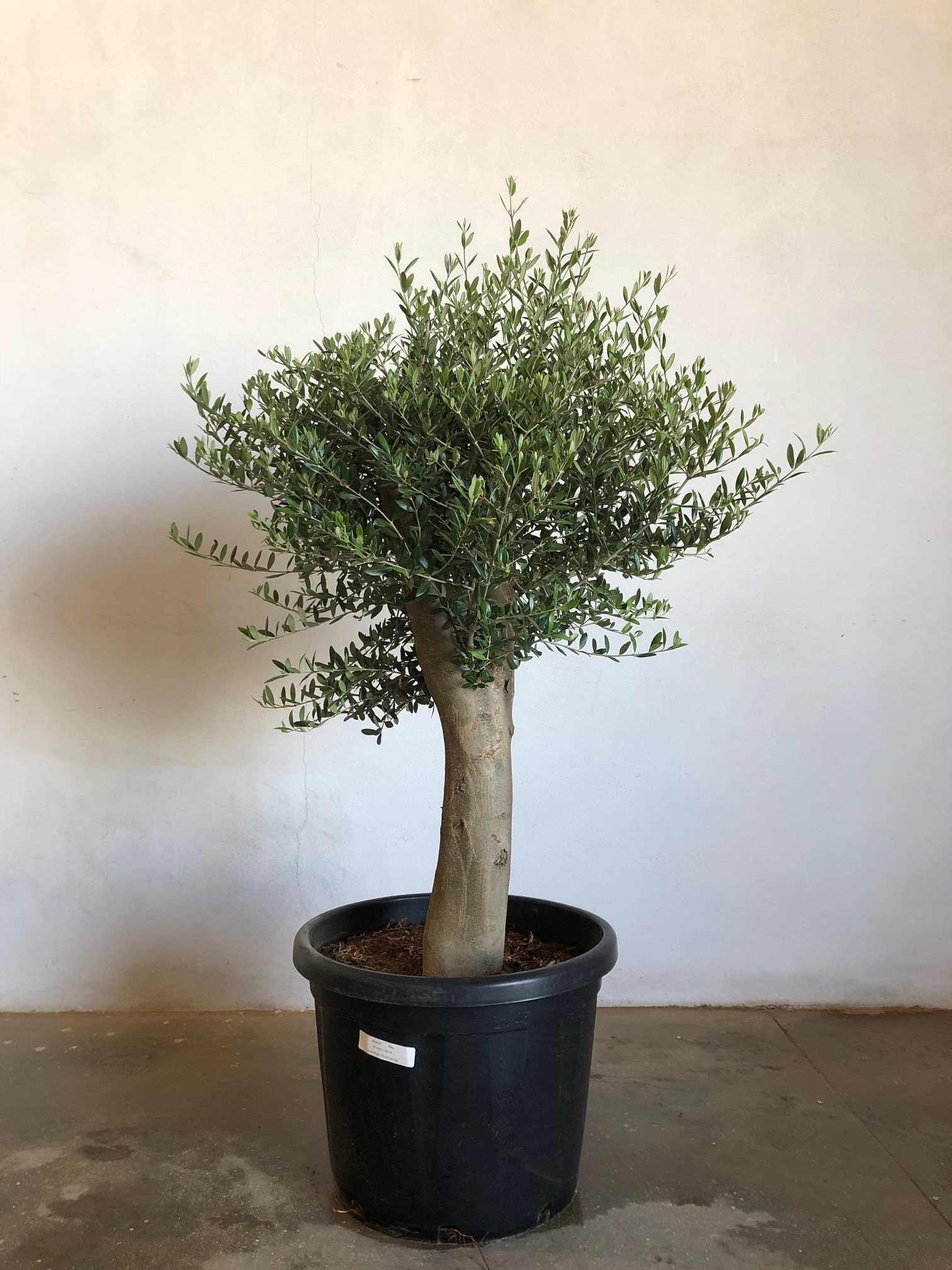 Olivier tronc 20/40 cm, pot 45 litres