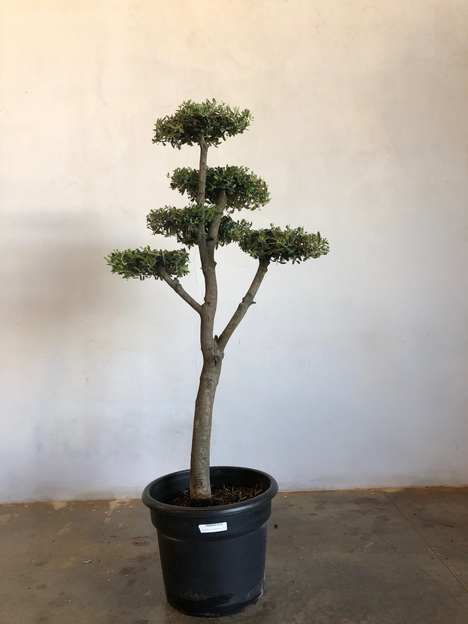 Olivier pompom tronc 18/25 cm pot 45 litres
