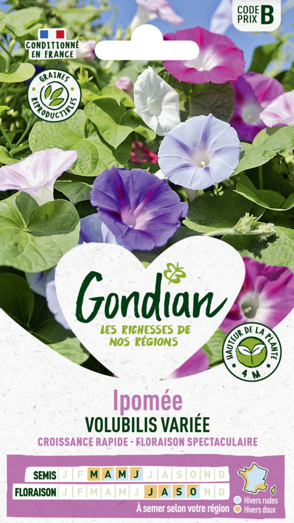 Ipomée Volubilis Variée - GONDIAN