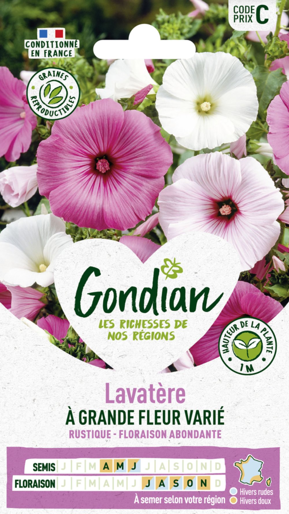 Lavatère à Grande Fleur Varié - GONDIAN