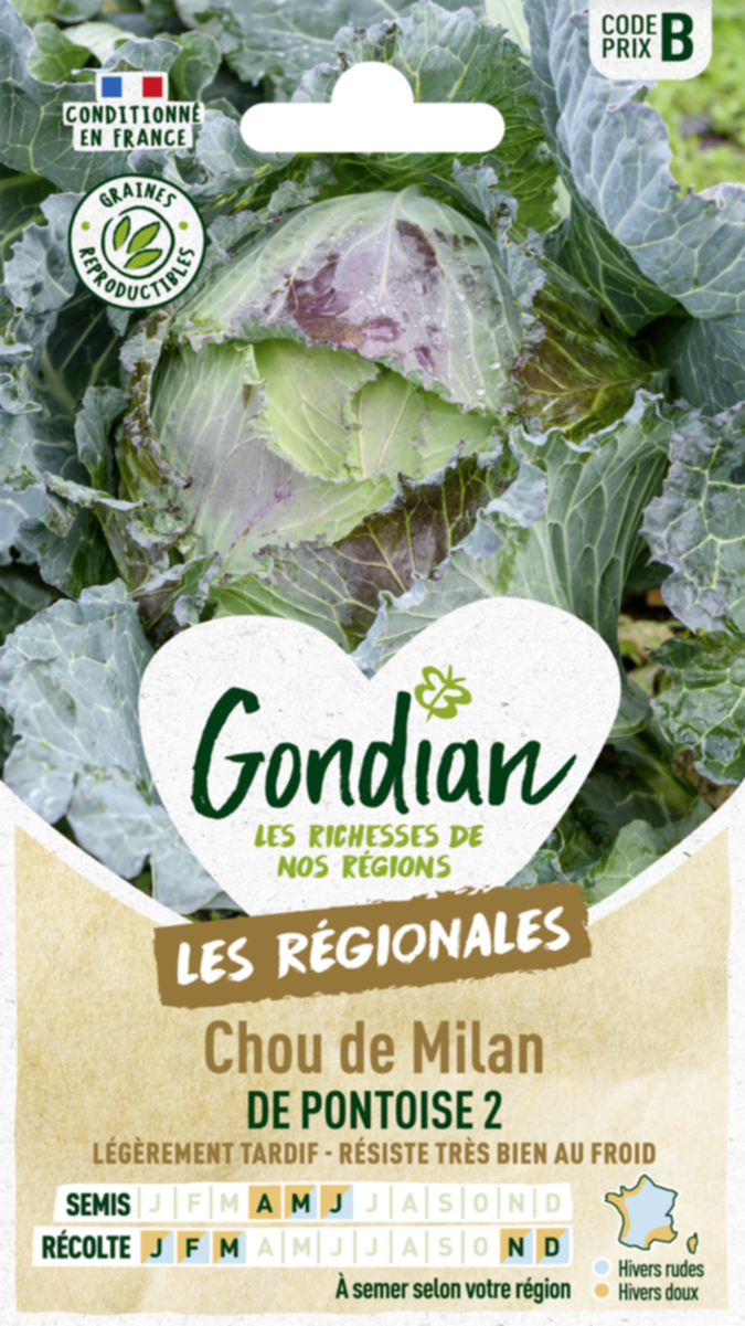 Chou de Milan de Pontoise 2 - GONDIAN