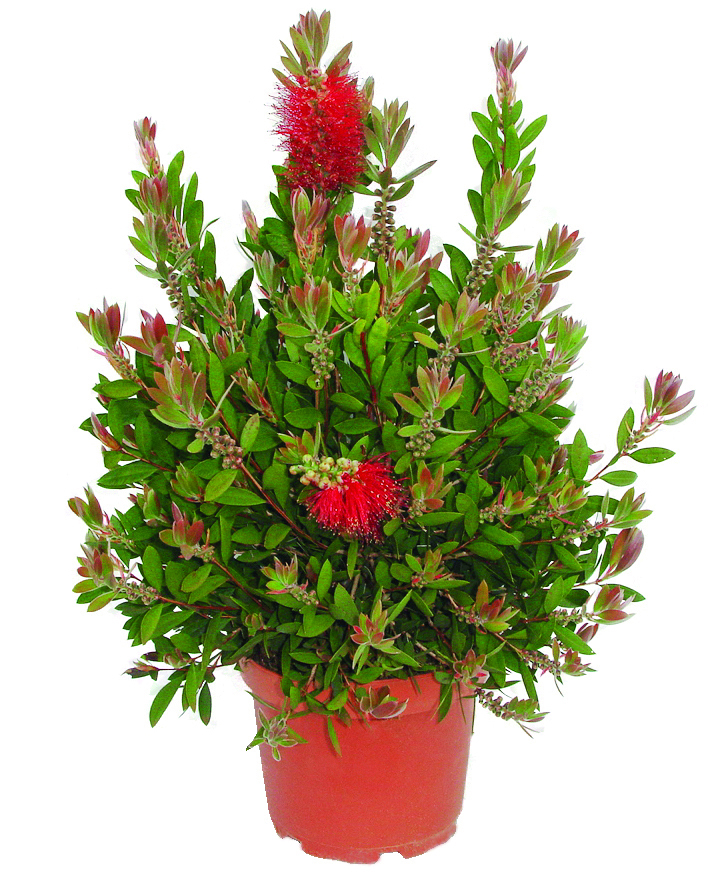 Plant Rince-bouteille (Callistemon Splendens) en pot Ø18cm