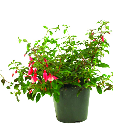 Fuchsia vivace 
