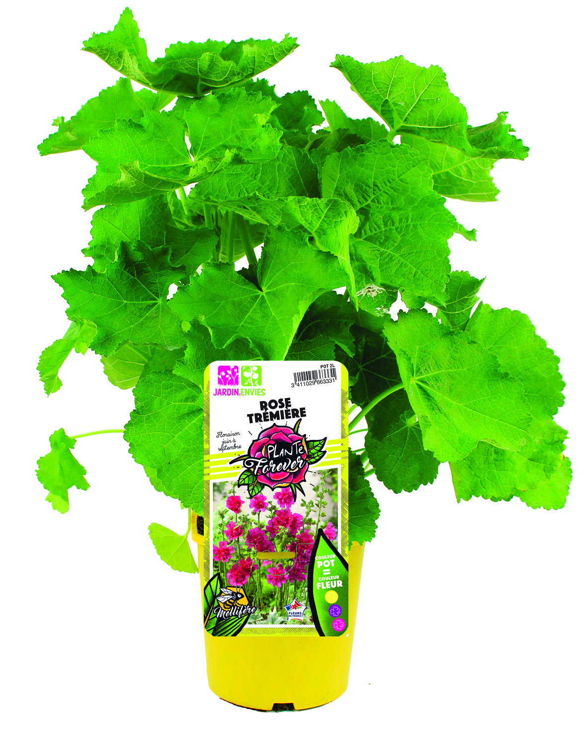 Rose trémière simple