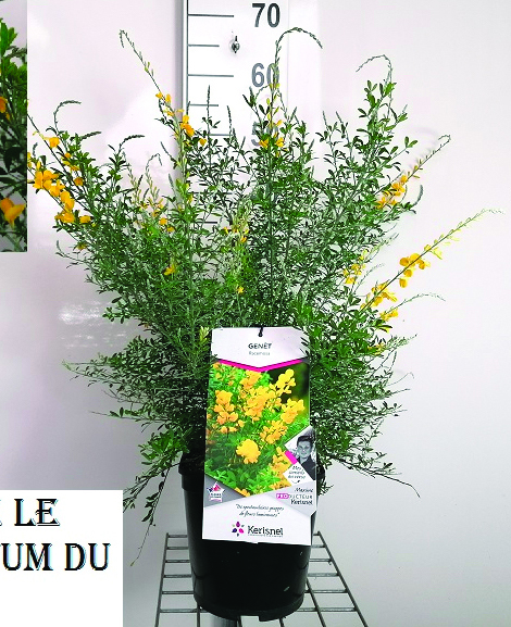 Genêt racemosa  jaune (genista racemosa) Pot 4L