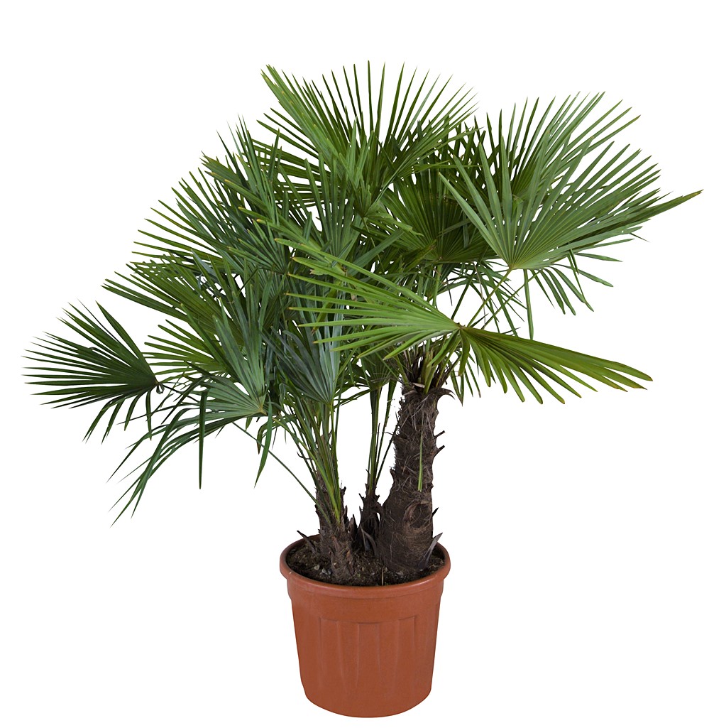 Trachycarpus multi troncs 45/50 70l HT: 160-180 cm