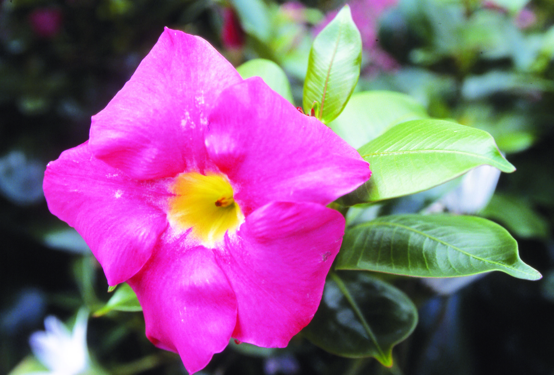 Dipladénia pyramide 