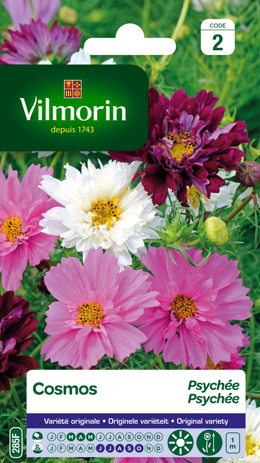 Graines Cosmos Picotée - VILMORIN