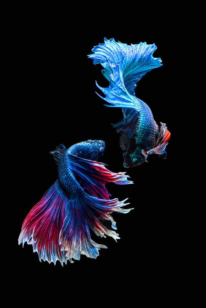 Impression sur verre Glass'Art Poisson combattant bleu 30x45cm