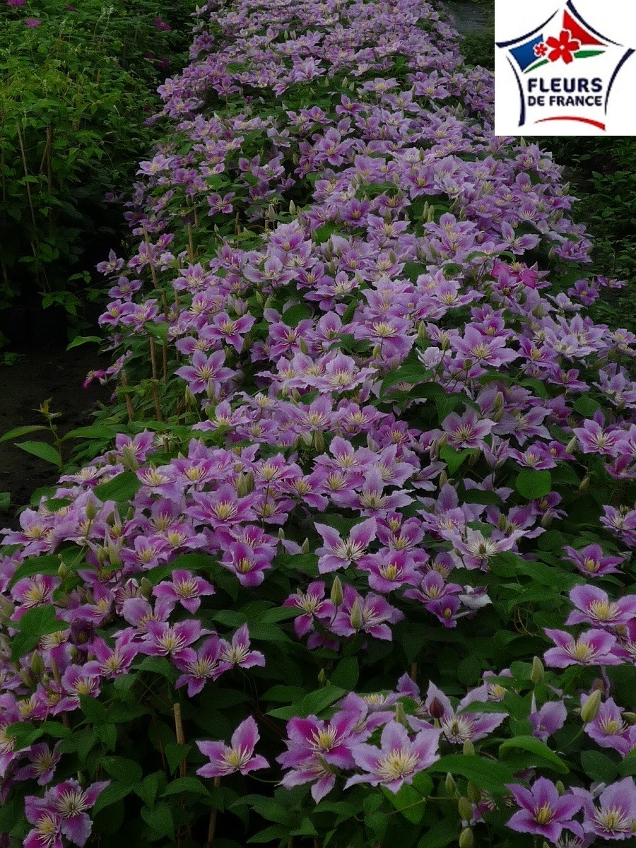 Clématite Piilu plant de 80/100 cm en pot de 3L