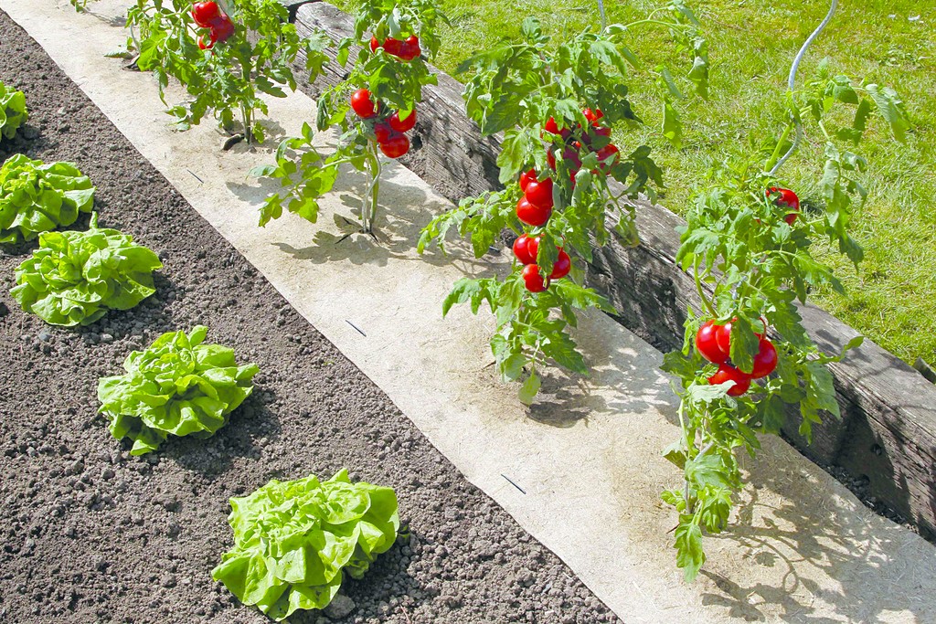 Paillage naturel 0,50x3m