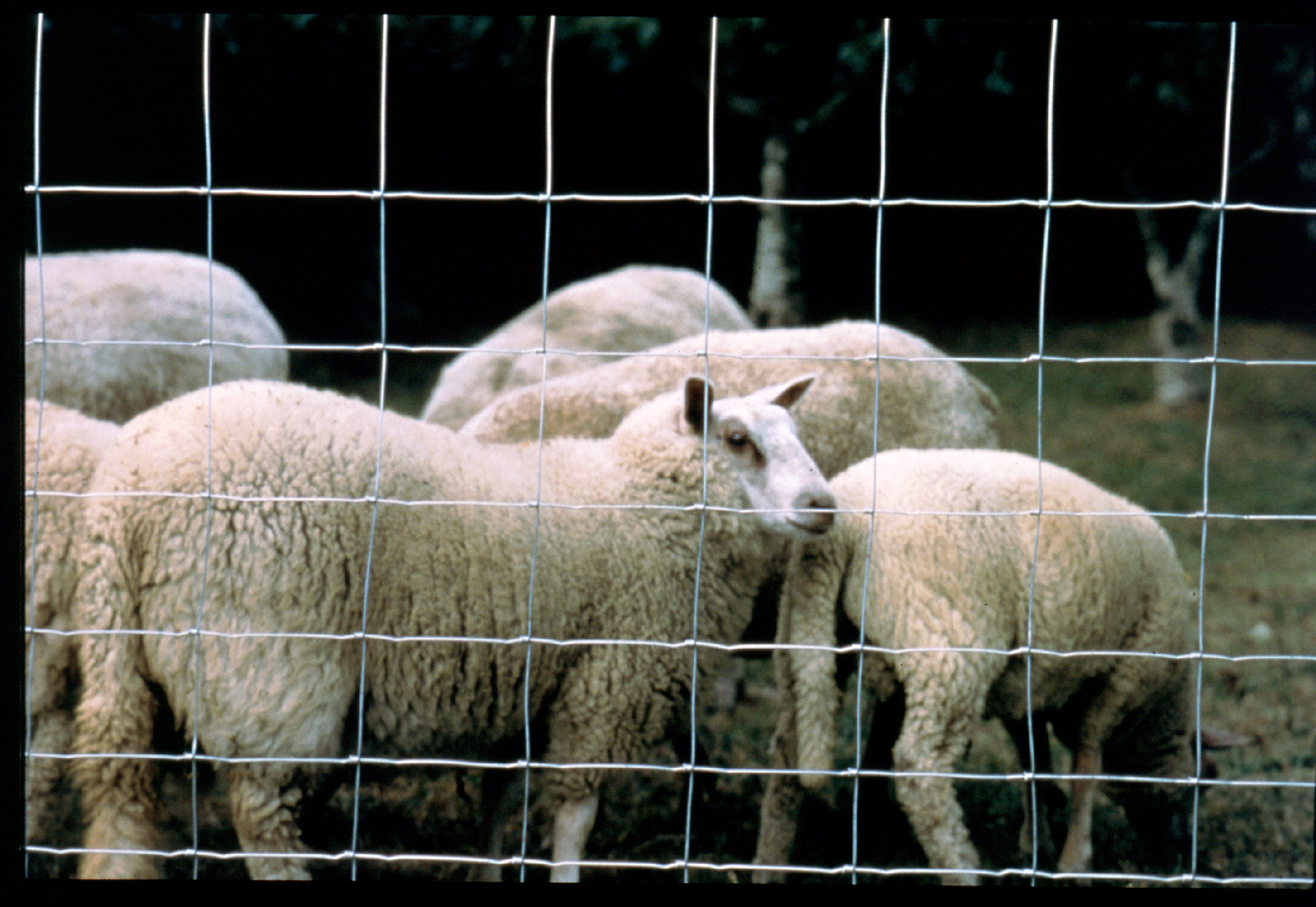 Grillage Agriclos 140-11-15 50ml