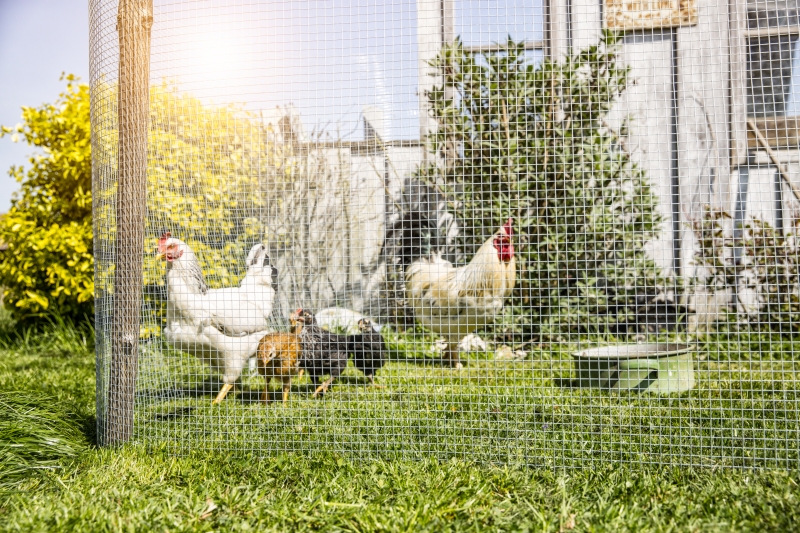 Grillage maille carré galvanisée 13x13mm rlx 0,5x5m