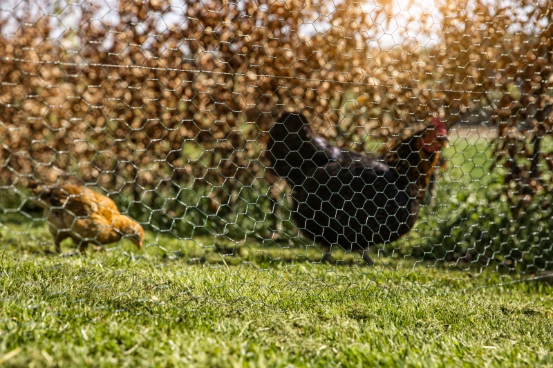 Grillage maille hexagonale plastifiée vert 25x25mm rlx 0,5x10m