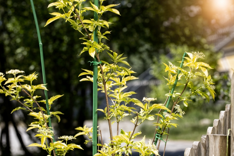 Tuteur bambou vert plst 90cm 0,8cm