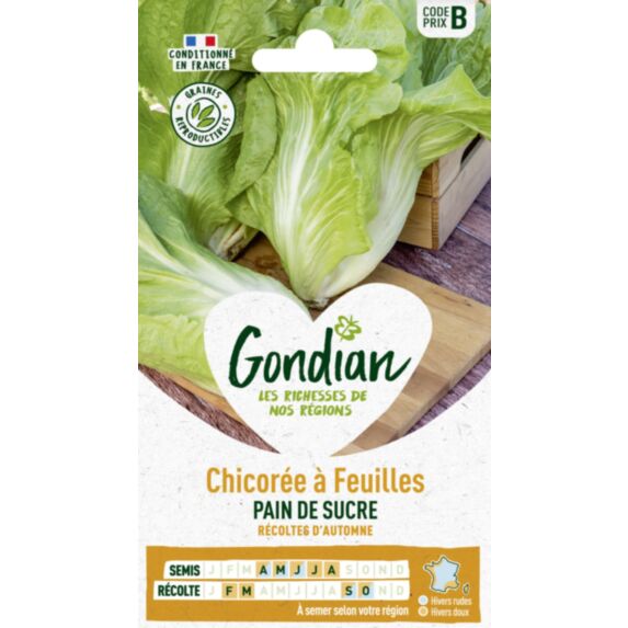 Chicorée Pain de Sucre - GONDIAN