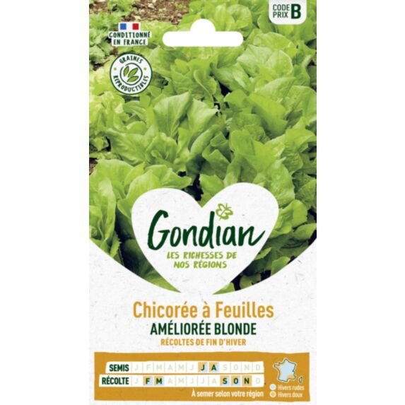 Chicorée Améliorée Blonde - GONDIAN