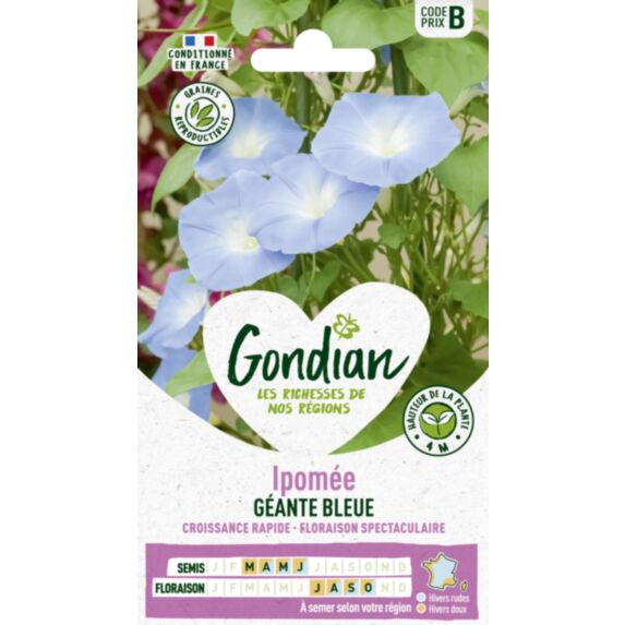 Ipomée Bleu Azur - GONDIAN