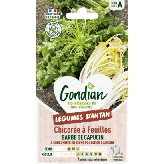 Chicorée Sauvage Amère Barbe de Capucin - GONDIAN