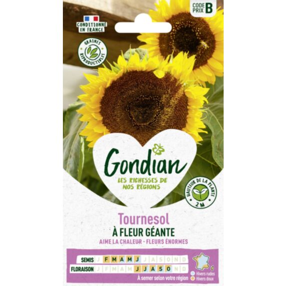 Tournesol à fleur géante 2m - GRAINES GONDIAN