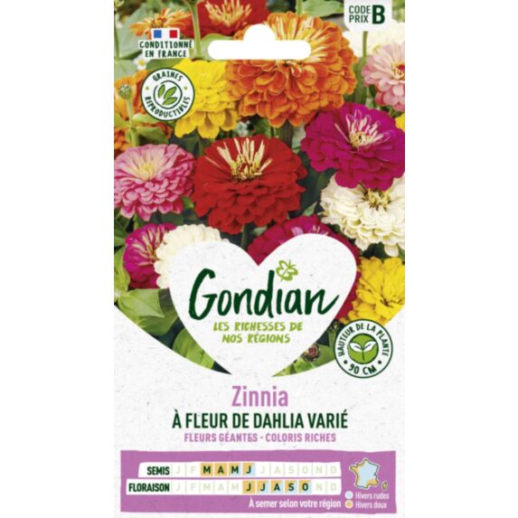 Zinnia à Fleur de Dahlia Ecarlate - GONDIAN