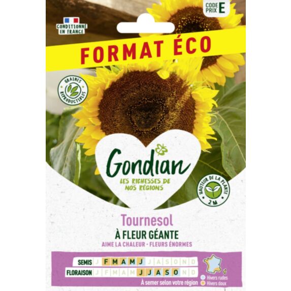 Tournesol à fleur géante 2m jaune d’or - GRAINES GONDIAN