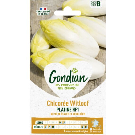 Chicorée Witloof Platine HF1 - GRAINES GONDIAN