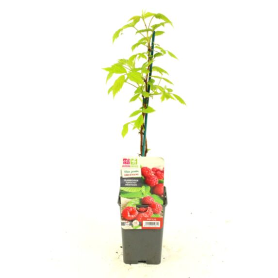 Framboisier héritage pot 1,3L