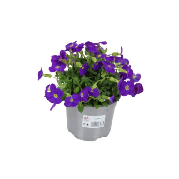 Plante Aubriète Varié - JARDIN DE VOS ENVIES