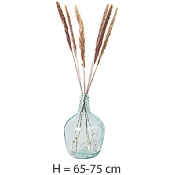 6 Pampa Naturel H.65-75cm