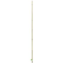 Tuteur bambou naturel Ø16/18mmx2,10m - NORTENE