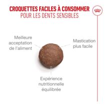Croquettes chat Ageing 15+ 4kg - ROYAL CANIN