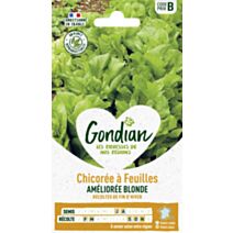 Chicorée Améliorée Blonde - GONDIAN