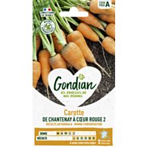 Carotte de Chantenay à Cœur Rouge 2 - GONDIAN